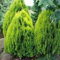 Nana cinese Tuia Thuja Orientalis Compacta 5,10 Seeds (10)