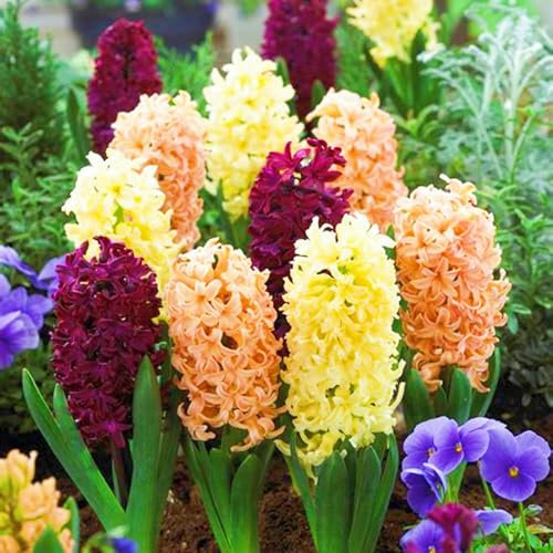 (Giacinto Bulbi,Bulbo Giacinto,Giacinto D Acqua Pianta,Bulbi Giacinto In Vaso,Giacinto Bulbo)-Fiori Da Giardino-4Bulbi-d