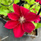 5 pcs Clematis Blumen Zwiebeln winterharte pflanzen für garten Clematis Winterhart, Clematis florida deko wohnzimmer bonsai schnittblumen blumen für balkon flowers decoration garten