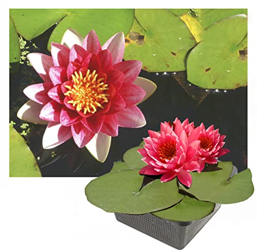 Echte Seerosen Winterhart im bunten Mix Teich Pflanzen, Aquarium Pflanzen Teichpflanzen im Pflanzkorb Wasserpflanzen Seerose Nymphaeae Anzuchtset Teichpflanzen winterhart (1 See Rose Rot)