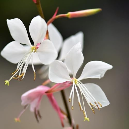 6x Prachtkerze - Gaura lindheimeri - Topf 9x9cm