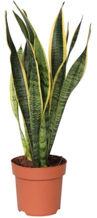 Plant in a Box - Sansevieria Laurentii - Plante d'intérieur facile - Langue de belle-mère - Pot 14cm - Hauteur 40-50cm