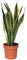Plant in a Box - Sansevieria Laurentii - Plante d'intérieur facile - Langue de belle-mère - Pot 14cm - Hauteur 40-50cm