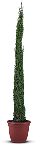 Tropictrees Cypres d'Italie Rustique - Cupressus Semperviren avec 120 cm de Hauteur - Véritable Arbre pour l'intérieur et l'extérieur - Plante Exterieur Jardin en Pot