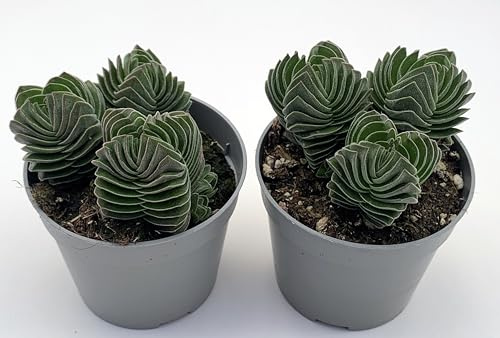 Crassula Tempio di Buddha