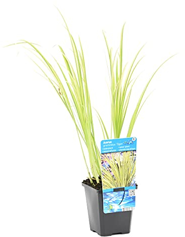 Acorus 'Ogon' - Calamo nano - Pianta da laghetto - Sempreverde - ⌀9 cm - 10-20 cm