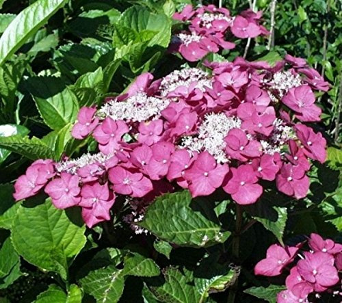 Bauernhortensie Rotkehlchen - Hydrangea macrophylla - Tellerhortensie 30-40