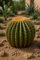 50 graines à semer - Le Grenier d'Abondance - Echinocactus platyacanthus - Biznaga géante
