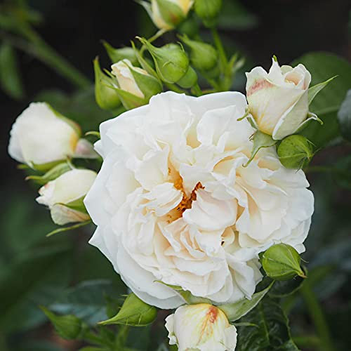 Prosecco Fizz - 5.5lt Potted Floribunda Garden Rose Bush - Exclusive Rose! Cream Blooms with Slight Blush Pink & Yellow Tints. Gift Idea!