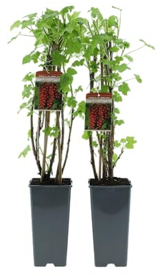 Beerenpflanzen Set – Obstpflanzen Mix für Garten & Balkon, Ertragreiche Beerensträucher, Pflegeleicht & Winterhart, ca. 50–60 cm, im 2L Topf (2, Weiße Weinrebe)