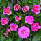 Clg. Parfum Royal®, rosa rampicante in vaso di Rose Barni®, pianta rampicante rifiorente a grandi fiori, h. raggiunta fino a 5 metri, pianta profumata e resistente alle malattie, Cod. 16052