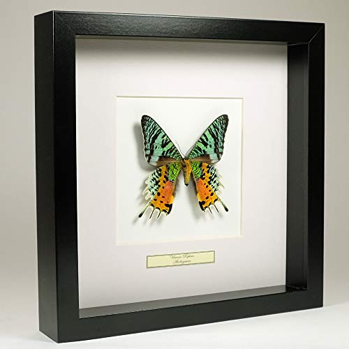 De Museumwinkel.com - Urania Ripheus - Papillon de taxidermie monté sous Verre - Cadre Fait Main en Bois Noir - Art mural pour Salle de Séjour