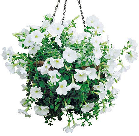bellissa 2 Stück Hängeampel/Blumenampel – 97735/97736 – Blumentopf – zum bepflanzen außen & innen – groß – Hanging Basket inkl. Kokoseinsatz Ø35 cm