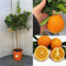 SAVINI VIVAI Pianta di Arancio Albero di Agrumi Arancio Dolce a Polpa Gialla Washington Navel in Vaso da 24 cm Altezza 90-110 cm 3-4 Anni di innesto Made Italy