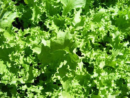 Seed Indivia: Salad King Indivia seme fresco !!!!!!!!!! (400 + semi)