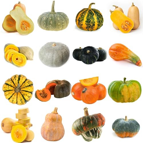 kürbissamen kaufen,zierkürbis zierkürbisse samen - saatgut, samen gemüse alte sorten kürbis samen bio garten, alte gemüsesorten samen bodendecker samen winterhart, wintergemüse samen 80pcs