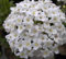 Osterschneeball - Viburnum x burkwoodii - stark duftend (40-60)