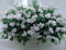 9 GERANI PARIGINI - PIANTE VERE (COLORE BIANCO) FIORITE- VASO CM 14-ALTEZZA CM 40