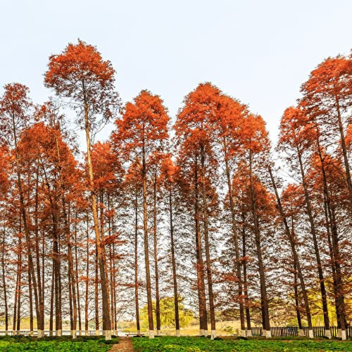Mammutbaum Samen Baum Extrem Winterharte KüBelpflanzen Exotische Hochbeet Samen ImmergrüNe Pflanzen Winterhart Stauden Baumsamen Mammutbaum Pflanze Bonsaibaum Pflanzensamen 50 Mammutbaum Saatgut