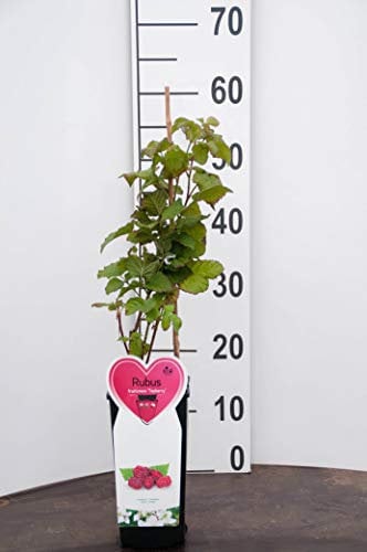 PIANTA DI TAYBERRY LAMPONE-MORA SU VASO ALTO