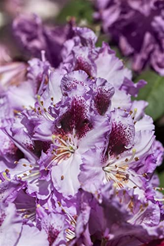 Rhododendron Hybr. 'Pfauenauge' 40-50 cm - Rhododendron, violette Blüten mit gelbem Auge, Blütezeit Mai-Juni, ideal für Halbschatten, winterhart und pflegeleicht