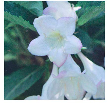 Weigela Florida 'Snowflake' 9cm Pot Size