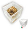 PREMIUM ROSE - Cubo Rosa Stabilizzata 8 cm con Base Microbolle - Rosa Eterna Stabilizzata Made in Italy - Idea per Occasioni Esclusive e Bomboniere di Lusso - Oro A 1801