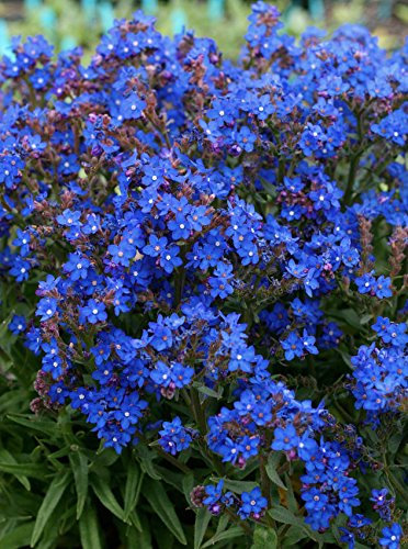 ANCHUSA ANGELO BLU NR.50 SEMI