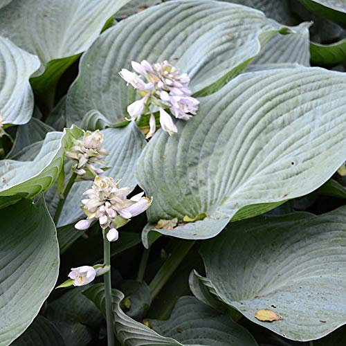 Hosta sieboldiana VAR. elegans Plantain Lily Hardy Perennial Garden Plants Large Rounded Colourful Foliage Great for Ground Cover 1 x Bare Root Hosta sieboldiana VAR. elegans by Thompson and Morgan