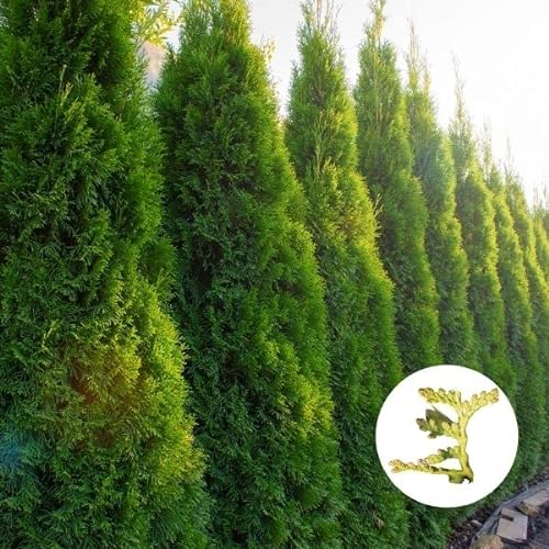 Hecken Helge/Lebensbaum (Thuja) Smaragd/ 20-40 cm / 12 Stück / 3 Meter