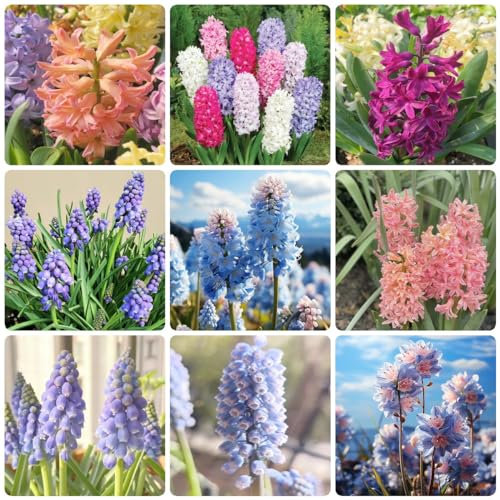 25 piezas bulbos de jacinto resistentes - decoración de balcón plantas resistentes al invierno para macetas, Hyacinthus orientalis, maceta de bonsai plantas de interior purificadoras de