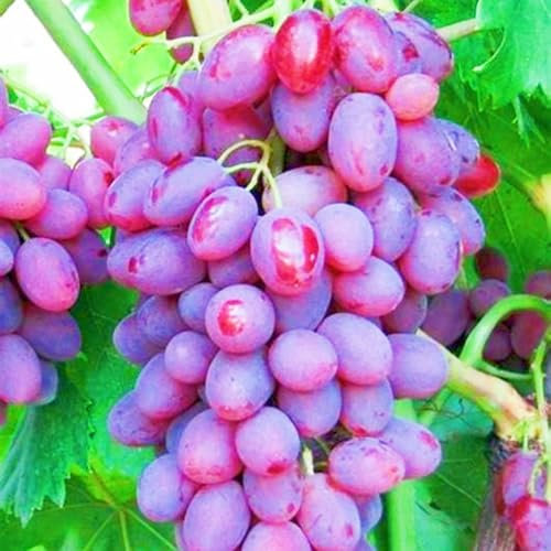 Winterhart Mehrjährig,Weinreben Winterhart,Tafel-Traube,Tafeltraube,Weintrauben Kernlos,Kernlose Weinreben Pflanzen,Tafel-Trauben Weinreben Vitis Vinifera,Weintraube-4zwiebeln-f