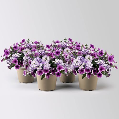 Eisenkraut/Petunien Duo, lila, Topf-Ø 14 cm, 4 Pflanzen