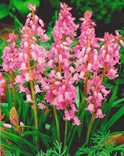 Hasenglöckchen in rosa Hyacinthoides hispanica (25 Blumenzwiebeln)