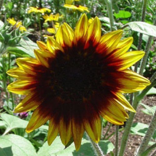 GIRASOLE Ring of Fire 15 semi: Seeds: Only Seeds