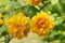 90 graines de fleurs de Kerria Japonica