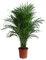 Happy Plants Areca Palm Goldpalme/Dypsis Lutescens - Zimmerpflanzen Groß - luftreinigende pflanzen - inkl. Blumentopf - Frisch aus der Gärtnerei (ohne Topf, 100 cm)