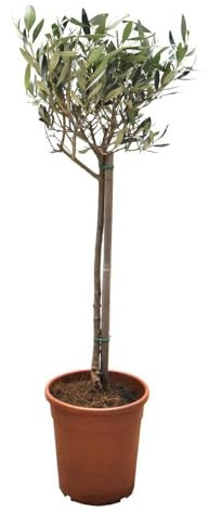 Olea Europaea Standard Stem -2X Evergreen Olive Trees with 2X Sabina Dark Grey Planters- Mediterranean Elegance for Gardens and Patios - Slow-Growing, Self-Fertile by Thompson & Morgan