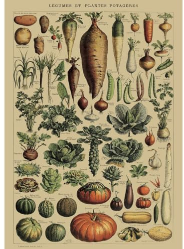 Clever-Deko Poster/Bild/Kunstdruck 70x50 Gemüse Feldfrüchte Lehrtafel Lehrmaterial Retro Nostalgie Vintage