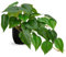 Hollyone Plantes artificielles dans des pots noirs, faux jade pothos décoratifs, plantes d'intérieur réalistes pour décoration d'intérieur, salle de bain, salon, cuisine, étagère, décoration de bureau