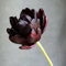 8 Pcs Tulpenzwiebeln Kaufen - Tulipa Gesneriana - Tulpen Zwiebeln, Winterharte Pflanzen Für Garten, Balkonblumen Tulpenzwiebel, Blumenzwiebeln Tulpen, Bodendecker Winterhart Mehrjährig