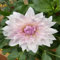 Dahlien knollen Winterharte, mehrjährige Dahlienzwiebeln, ideal für den ganzjährigen Anbau als dekorative Gartenpflanzen-5zwiebeln-A