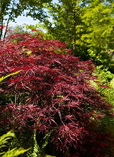 Japanischer Ahorn 'Red Pygmy' 60-80 cm Topf Acer palmatum winterhart | Aufrecht, schmal, rote Blätter, Blüte rot Mai-Juni, Halbschatten bis Sonne, Kübel, Kleingarten, winterhart bis -20 °C