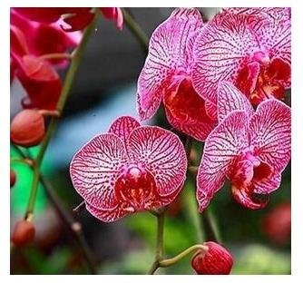 10pcs/lotto farfalla orchidee semi, fiori bonsai da interno quattro stagioni, Phalaenopsis Orchidee giardino di casa 10