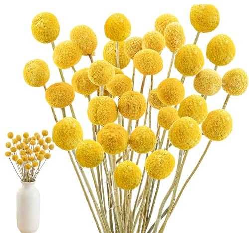 HIULLEN 40 Stück Billy Bälle Blumen Getrocknet, 43 cm Trockenblumen Gelb, Natürliche Craspedia Getrocknete Blumen, Natur trocken Pflanze für DIY Blumenarrangements, Hochzeit, Zuhause, Hohe Vase