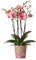 Orquídea Phalaenopsis Naranja-Rosa Joya Pirata Picotee