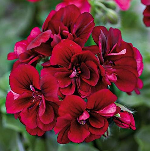 Ivy Leaf Trailing Geranium Grandeur® 'Velvet' Plug Plants Pack x6
