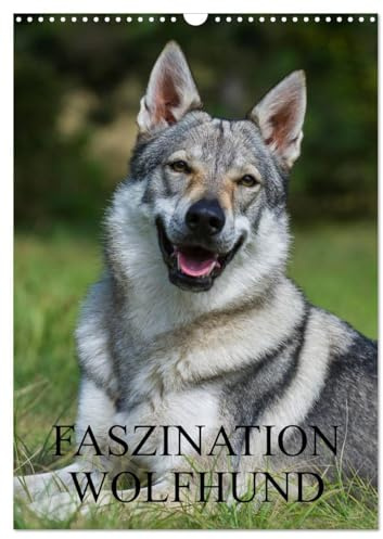 Faszination Wolfhund (Wandkalender 2026 DIN A3 hoch), CALVENDO Monatskalender: Tschechoslowakische Wolfhunde auf 13 Kalenderblättern (CALVENDO Tiere)