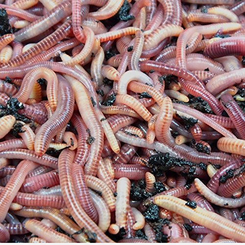 KOMPOSTWÜRMER kaufen - 1000 Stück/Sack - Kompoststarter Regenwurm Set - Gartenwürmer/Regenwürmer Eisenia-Mix lebend - aktive Würmer für Kompost, Komposter, Wurmkomposter, Wurmkiste und Wurmfarm