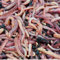 KOMPOSTWÜRMER kaufen - 1000 Stück/Sack - Kompoststarter Regenwurm Set - Gartenwürmer/Regenwürmer Eisenia-Mix lebend - aktive Würmer für Kompost, Komposter, Wurmkomposter, Wurmkiste und Wurmfarm